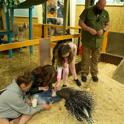 Sustainable safari - Sustainable Safari is a family-friendly wildlife attraction located at the Maplewood Mall in Maplewood, MN. With over 200 animals to feed and interact with, visitors can enjoy guided safari tours, wildlife shows, and various animal interactions, such as kangaroo holding and snake holding. Admission tickets include all-day access to …